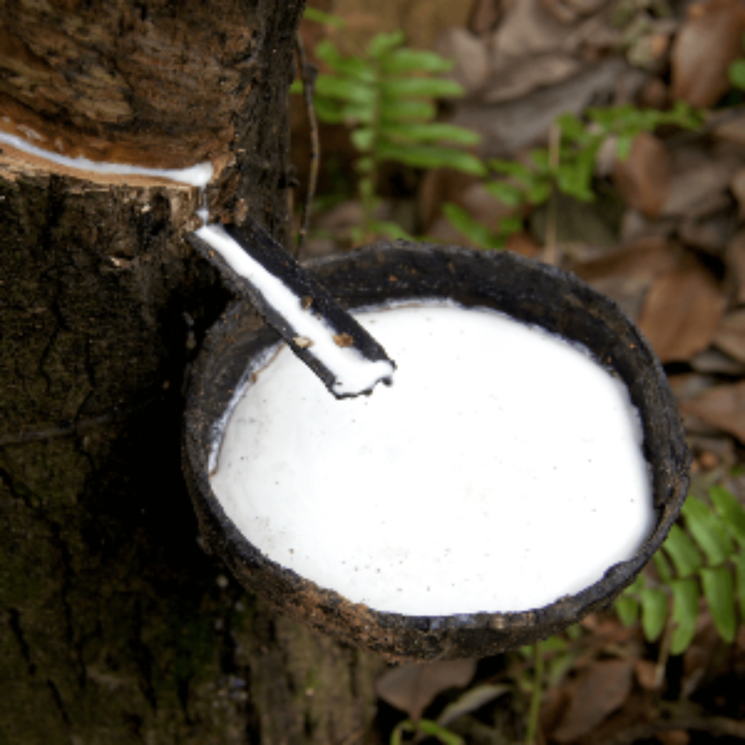 organic latex extraction 100% pure fresh latex