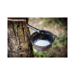 Unlocking the Power of Nature: The Benefits of Organic Latex from Rubber Trees